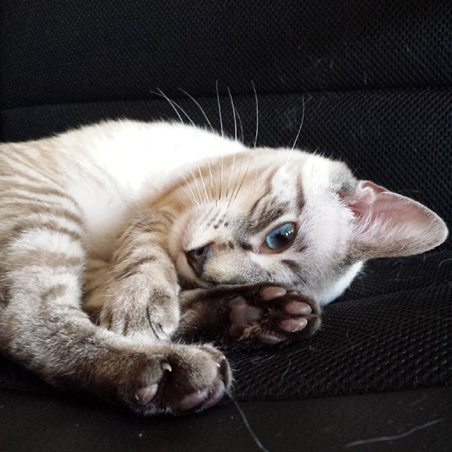 zephyr, chat, cat kitty Darlingest